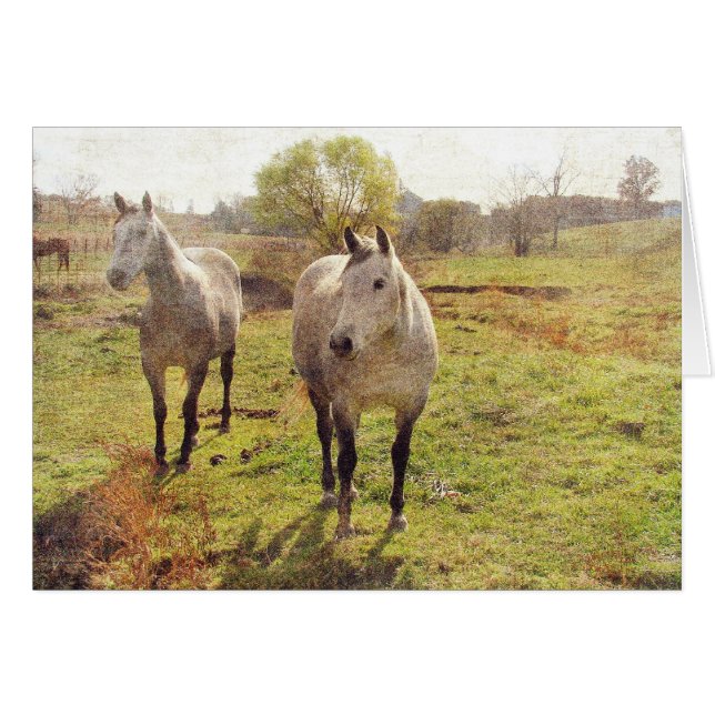 Two Greys (Front Horizontal)