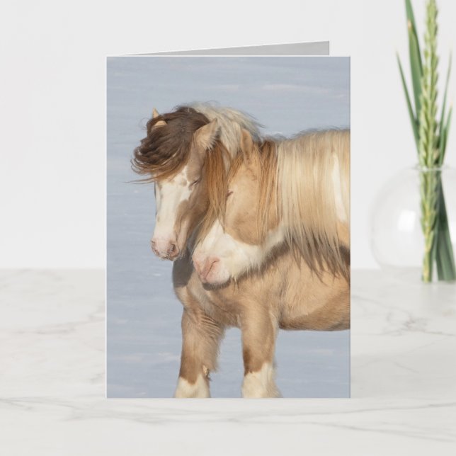 Two Gypsy Stallions - Greeting Card (Front)