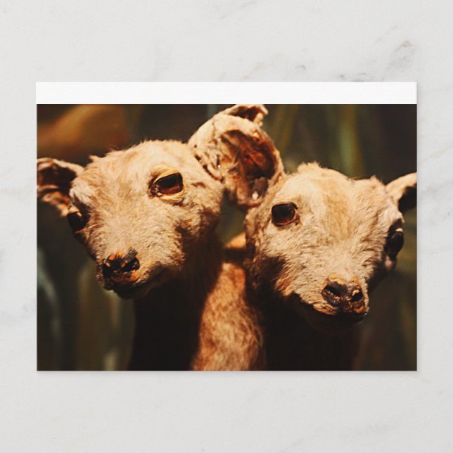 Two-Headed Goat Postcard (Front)