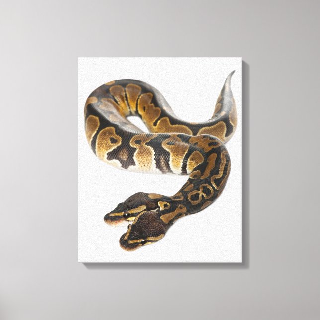 Two headed Royal Python or Ball Python - Python Canvas Print (Front)