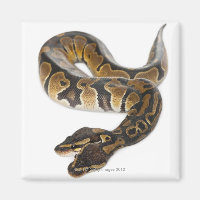 Two headed Royal Python or Ball Python - Python