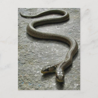 Two Headed Snake Postcard