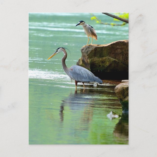 Two Herons by the River Postcard (Front)
