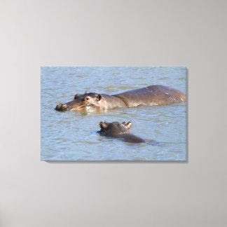 Two hippos in a river, Kruger National Park, Canvas Print
