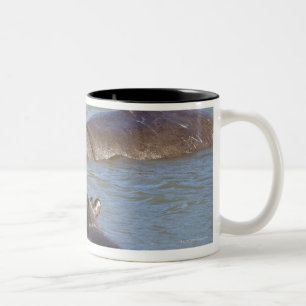 Two hippos in a river, Kruger National Park, Two-Tone Coffee Mug