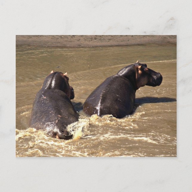 Two hippos postcard (Front)
