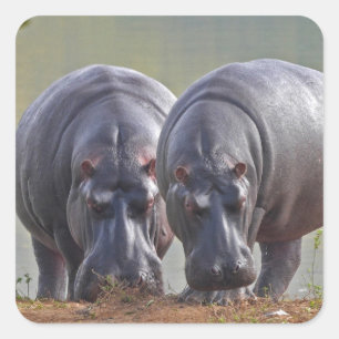 Two Hippos Square Sticker