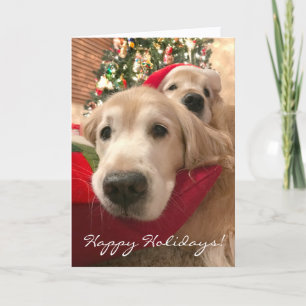 Two Holiday Golden Retriever Dogs Christmas Card