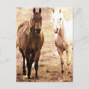 Two Horse Buddies Sepia Postcard