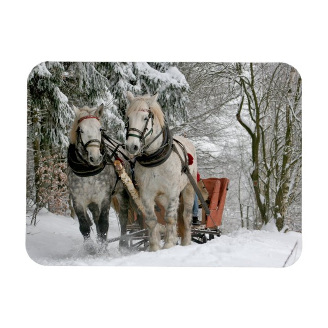 Two Horse Drawn Open Sleigh on Snowy Path in Woods Magnet (Horizontal)