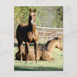 Two Horses at Pasture Postcard