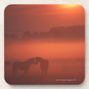 Two horses at sunset coaster