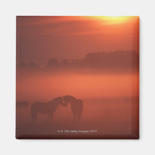 Two horses at sunset magnet