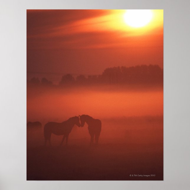 Two horses at sunset poster (Front)
