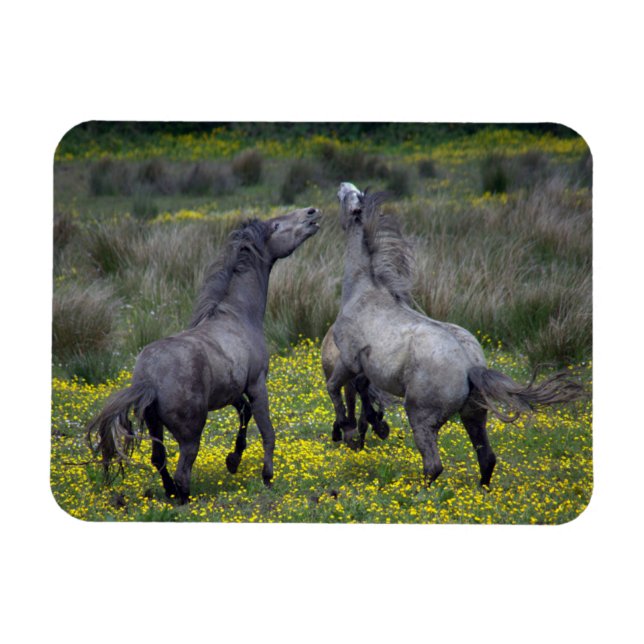 Two Horses Buck and Play Magnet (Horizontal)