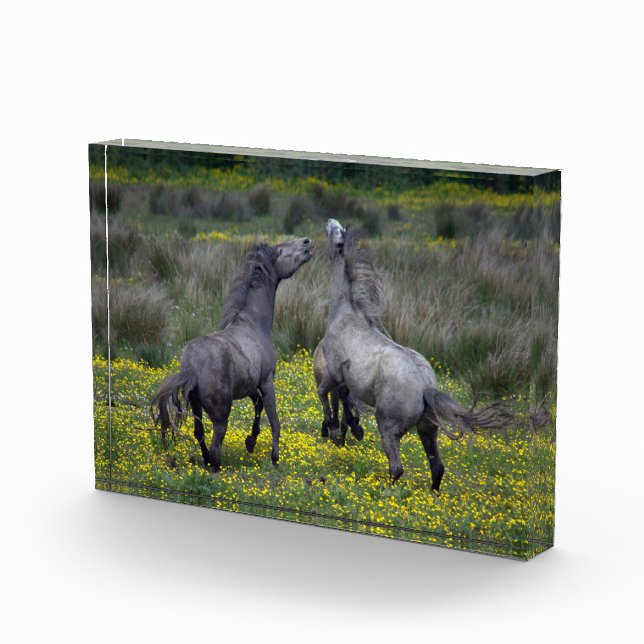 Two Horses Buck and Play Photo Block (Right)