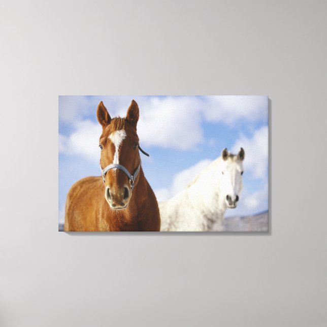 Two Horses Canvas Print (Front)