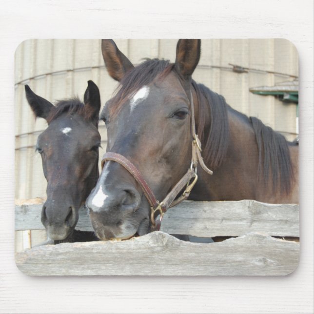 Two Horses Chewin a Fence Mouse Pad (Front)