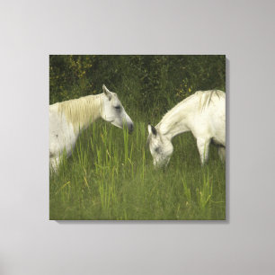 Two horses eating grass canvas print