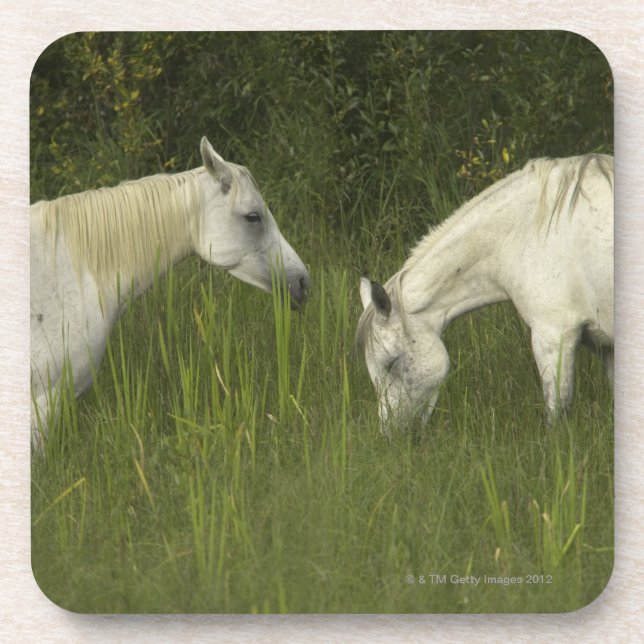 Two horses eating grass coaster (Front)