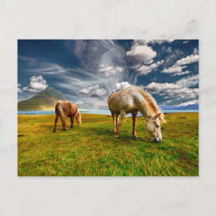 Two Horses Grazing in Pasture Postcard