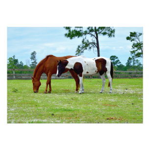 Two horses grazing photo print