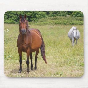 Two horses in a field mouse pad
