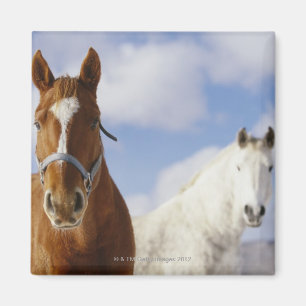Two Horses Magnet