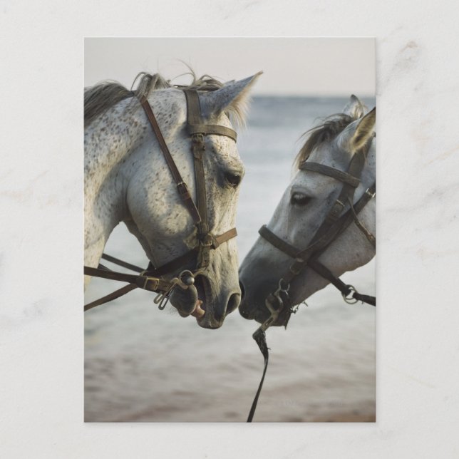 Two horses meeting. postcard (Front)
