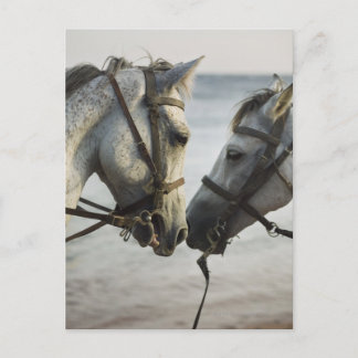 Two horses meeting. postcard