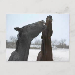 two horses neighing postcard
