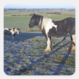 Two horses on Hackpen hill in North Wiltshire Square Sticker