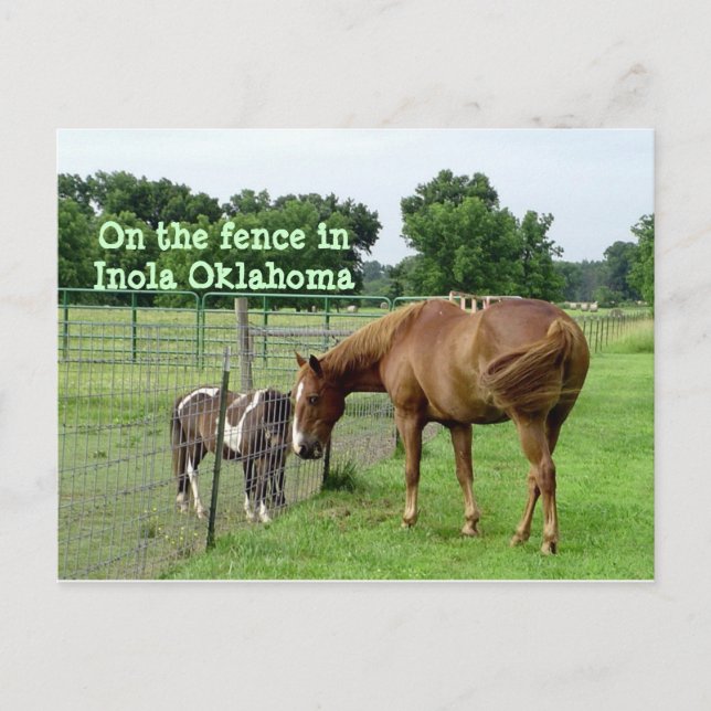 Two Horses, On the fence in Inola Oklahoma Postcard (Front)