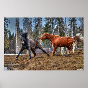 Two Horses Playfighting Horse Ranch Equine Photo Poster