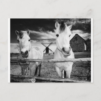Two horses postcard