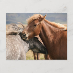 Two horses Postcard