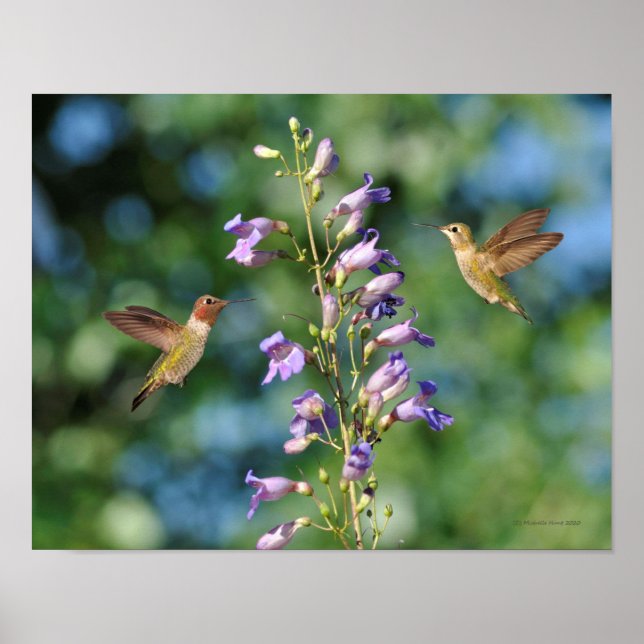 Two hummingbirds in Flight With Flowers Poster (Front)
