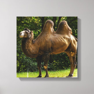 Two Humped Camel Canvas print