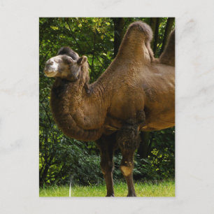 Two Humped Camel Postcard
