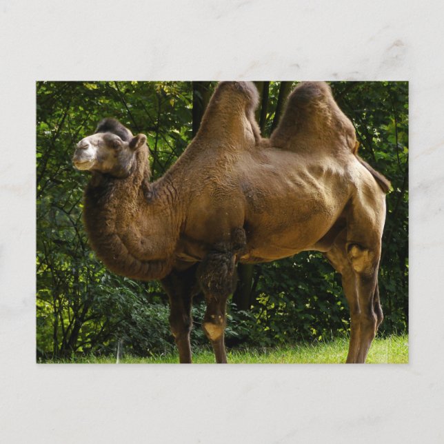 Two Humped Camel Postcard (Front)
