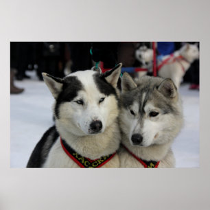 Two Husky Photography Sled Dog Poster
