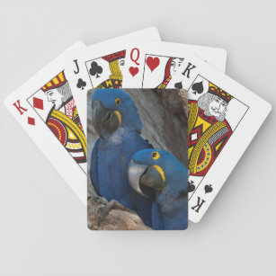 Two Hyacinth Macaws, Brazil Playing Cards
