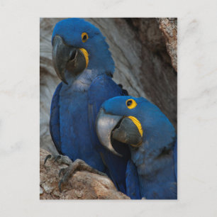 Two Hyacinth Macaws, Brazil Postcard