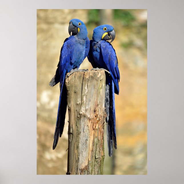 Two Hyacinth macaws Poster (Front)