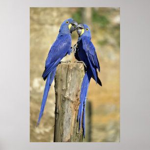 Two Hyacinth macaws Poster