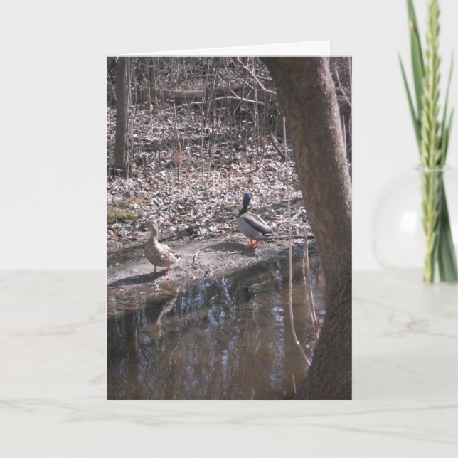 "Two Hyland Lake Mallards" Thank You Card (Front)