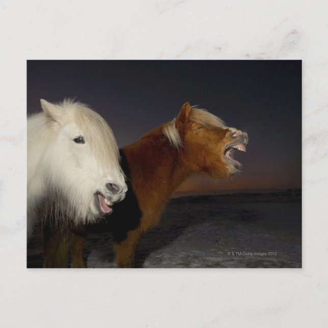 Two Icelandic horses Postcard (Front)