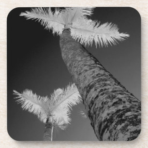 Two infrared palm trees. coaster
