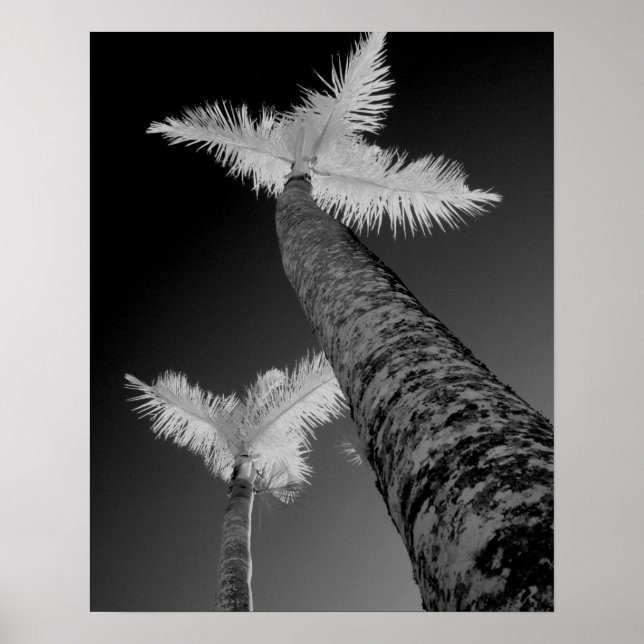 Two infrared palm trees. poster (Front)