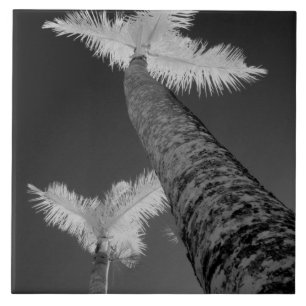 Two infrared palm trees. tile